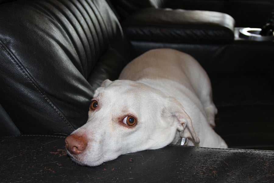 Khaleesi is almost universally recognized by our guests as their favorite household K9.