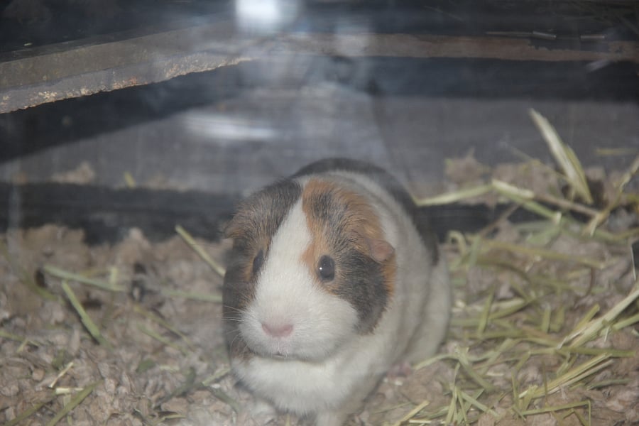 And, yes, we have Guinna pigs too.