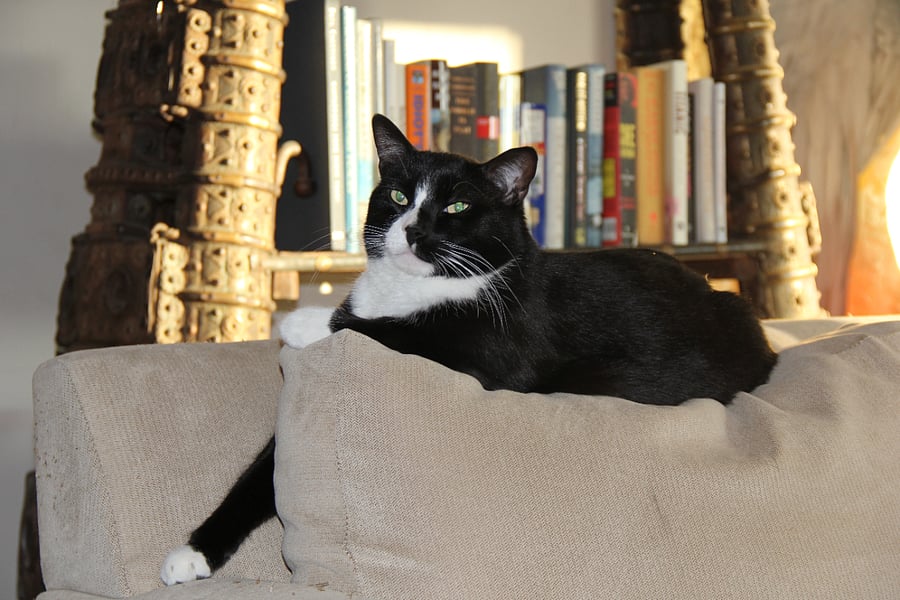 Itsy is fairly aloof and reclusive -- often a rare spot by guests.