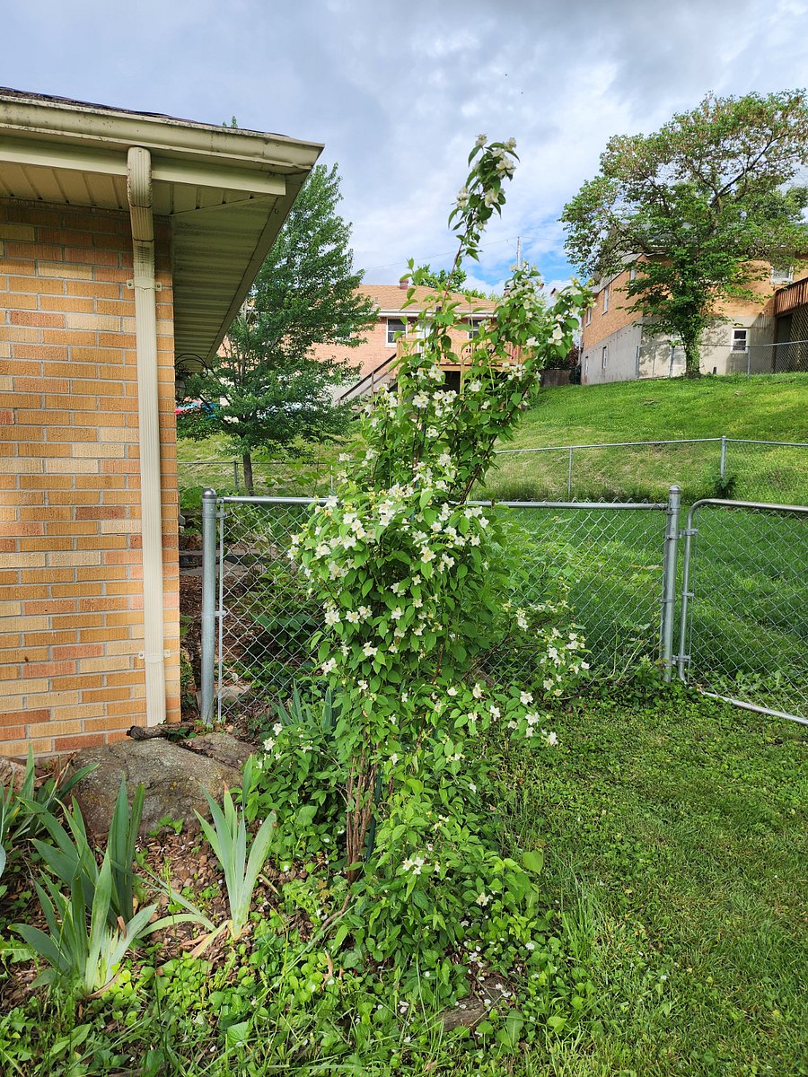 Beautiful mock orange bush and view of side yard
