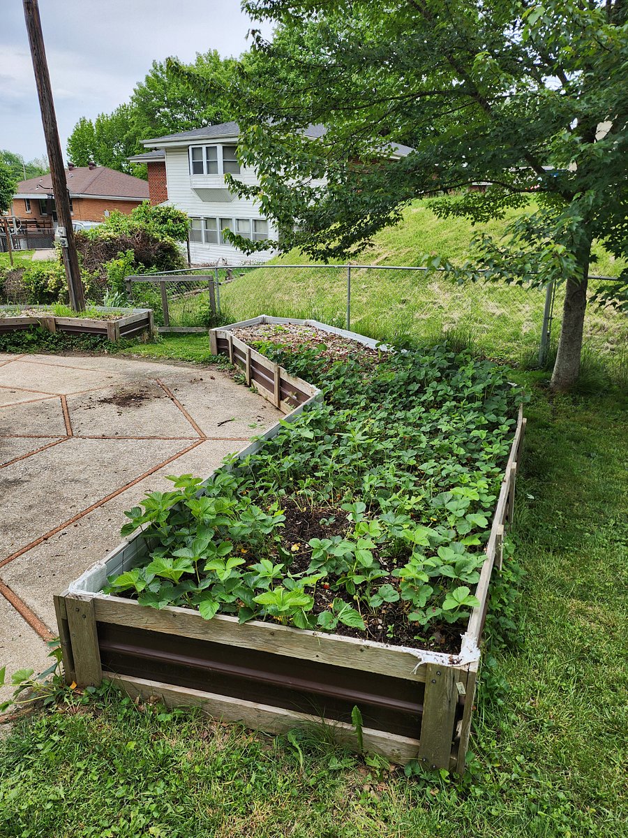 2nd raised beds with strawberries