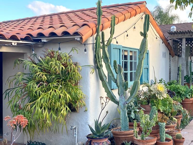 Courtyard plants, Laundry room exterior