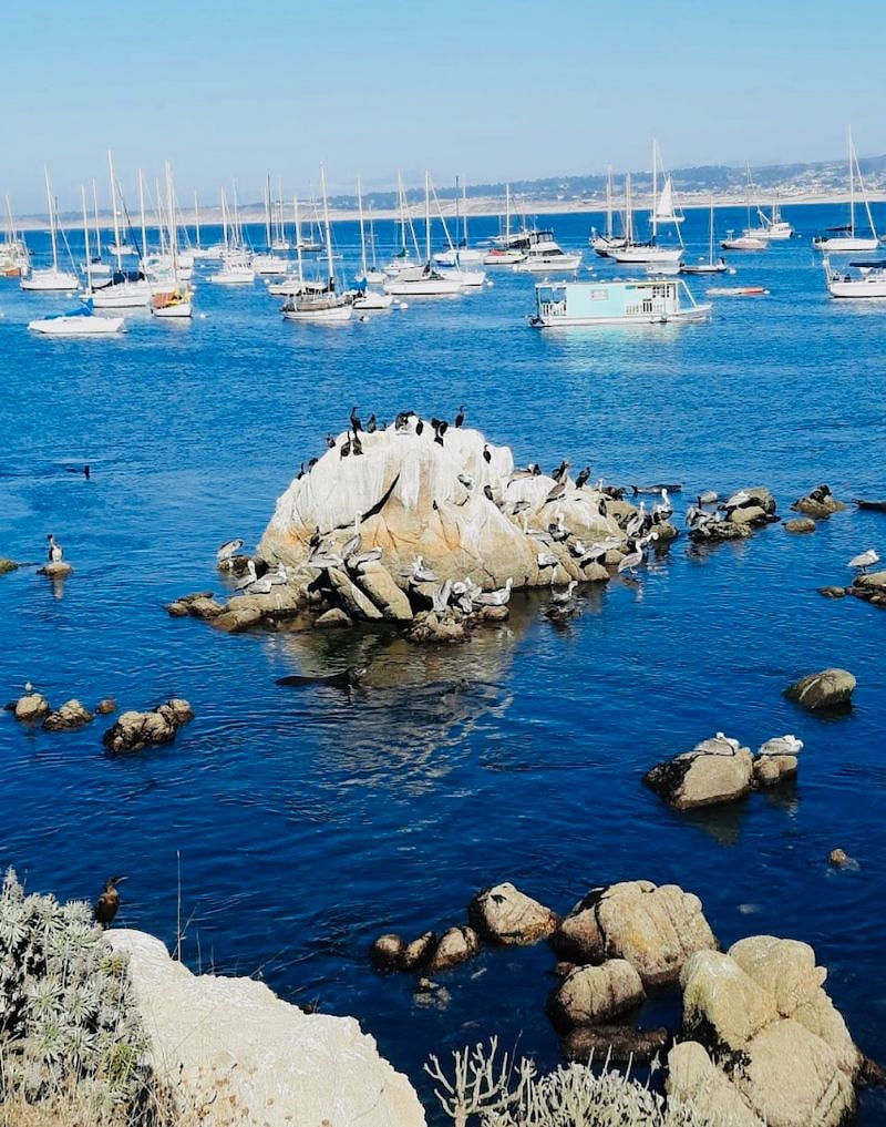 Hear the sea lions playing from your home