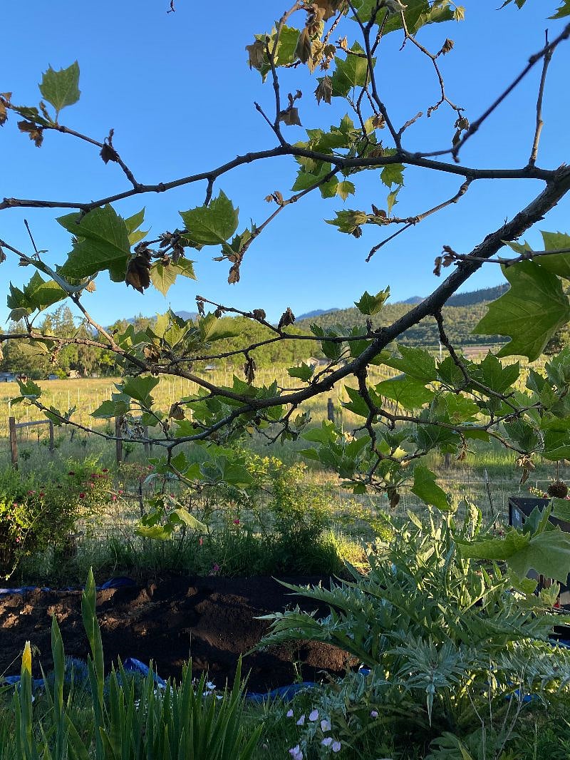 A view towards our neighbor, Pebblestone winery's vineyards and the hills beyond.