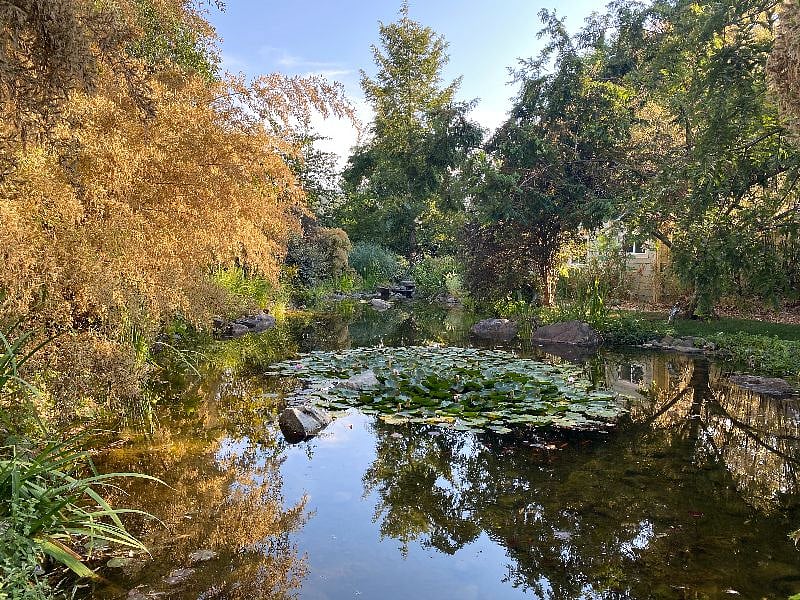 The Koi pond is great place to sit and read or feed the fishies.