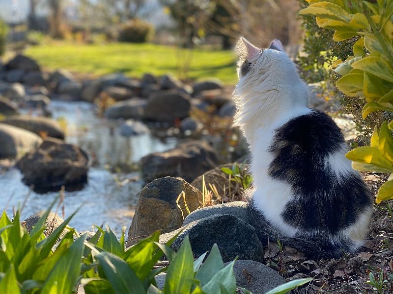 We share our property with 3 friendly dogs, 2 cats and even bunnies!
