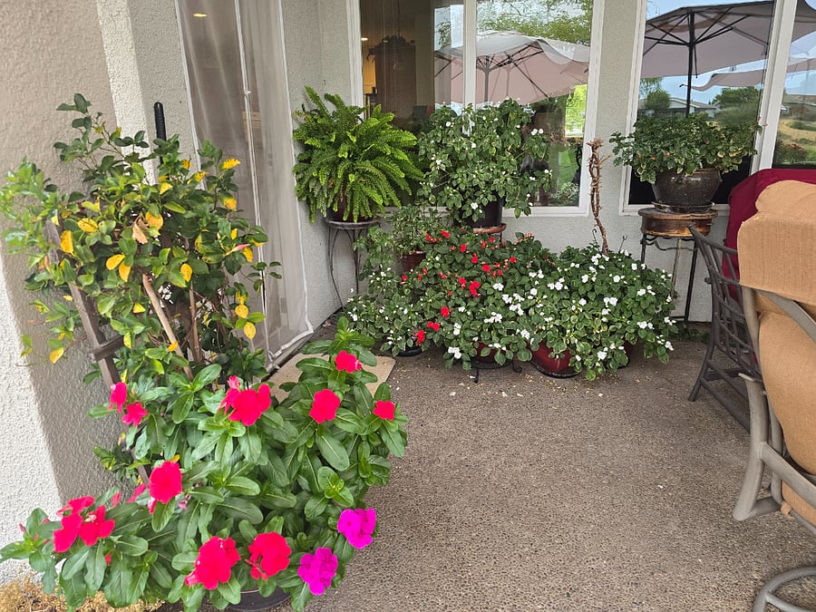 My hobby is gardening flowers. Also pickleball and pilates.