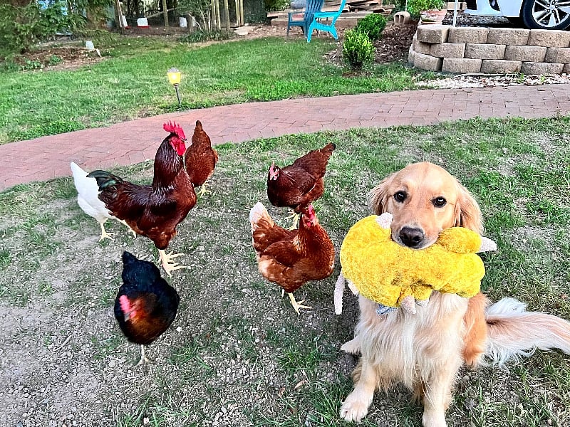 Ulabelle and the FluffyButts are part of the outdoor ambiance.