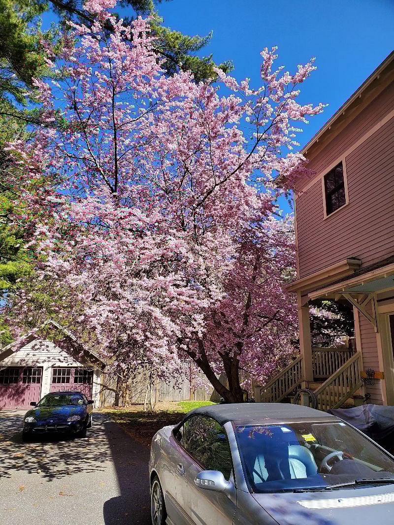 The Japanese Cherry Tree in the Spring