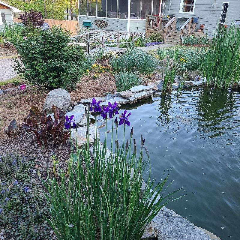 Koi water feature