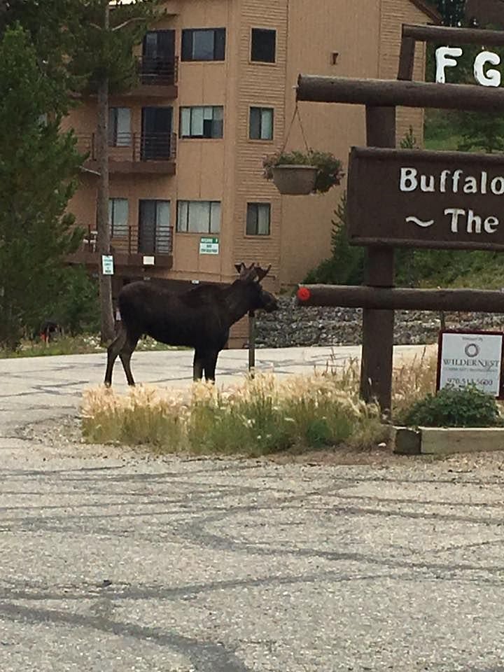 Moose walking right out front of the condo.
