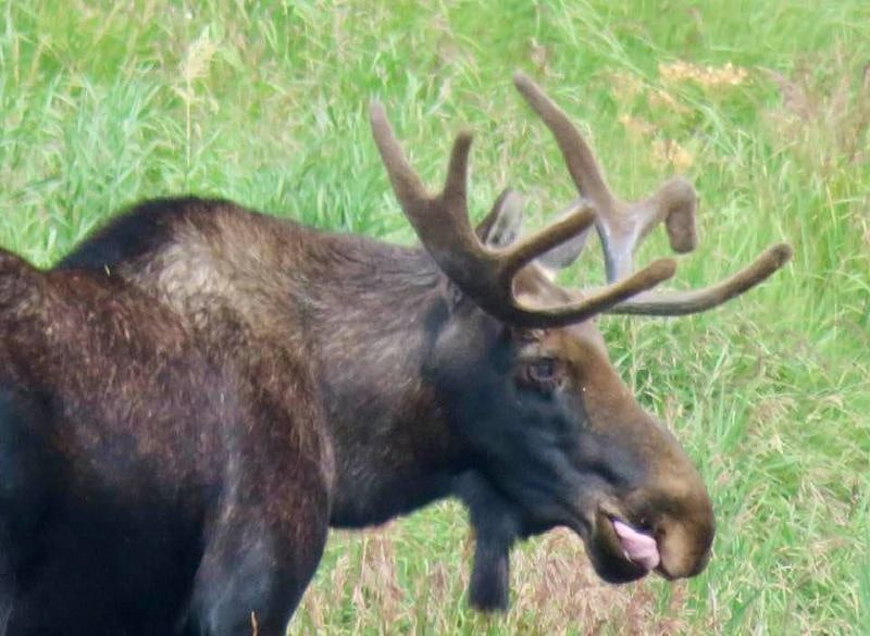 Moose in front of the condo.