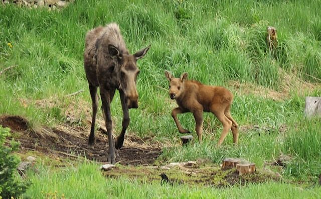 Mama Moose and calf out behind the condo.