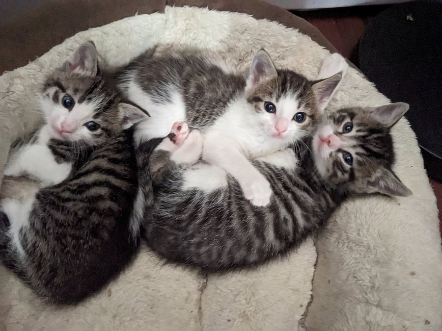my current fosters