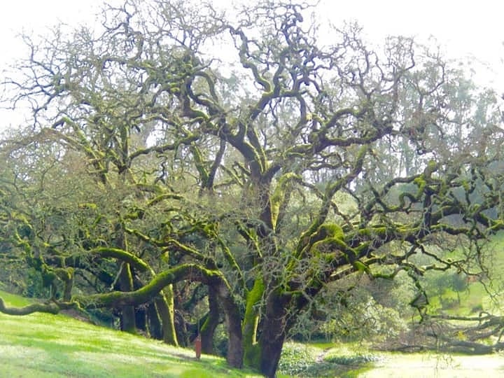 Park and walking trail across the street