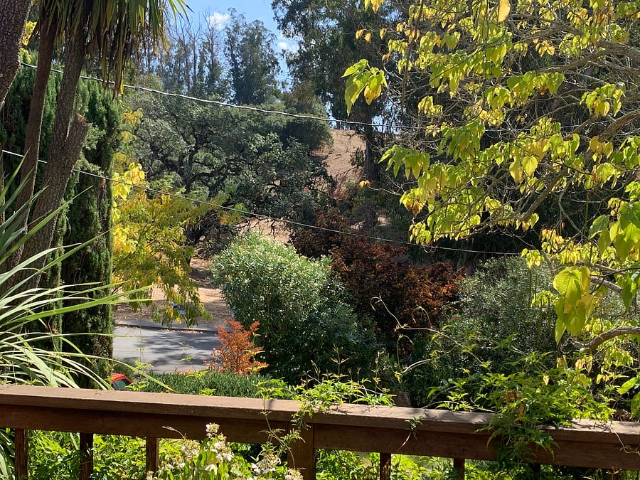 Across the Street from the driveway