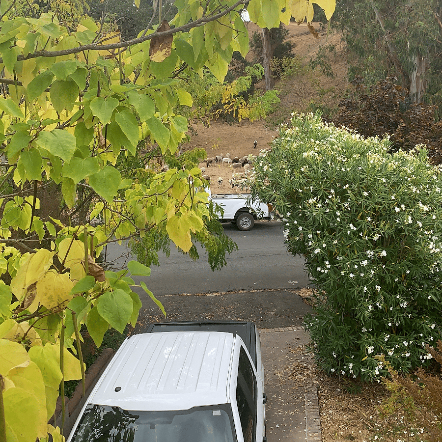 Across the street from the driveway