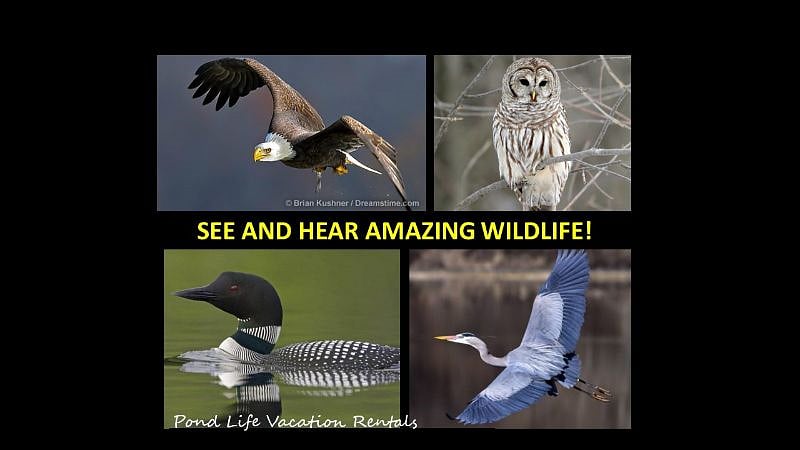 You may hear and see these amazing wildlife at the Cabin!