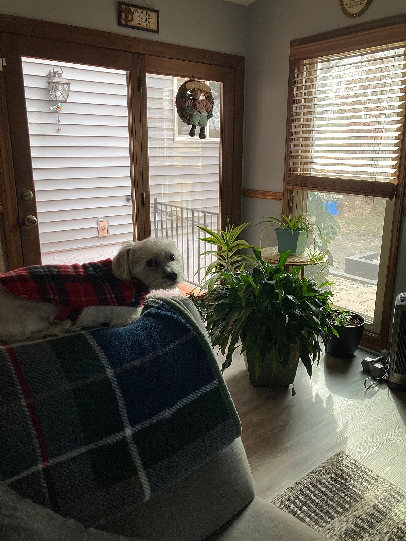 My little dog Keebler. Hes 13
Hes sweet and loves people