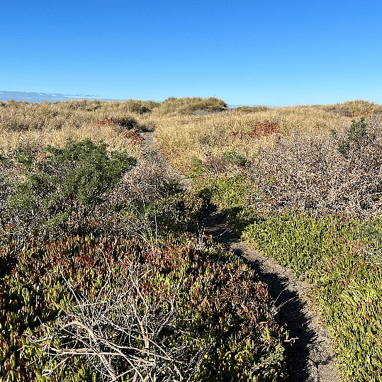 Path through the dunes to the ocean.