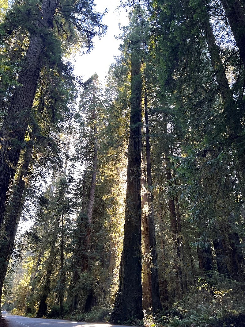 Redwoods