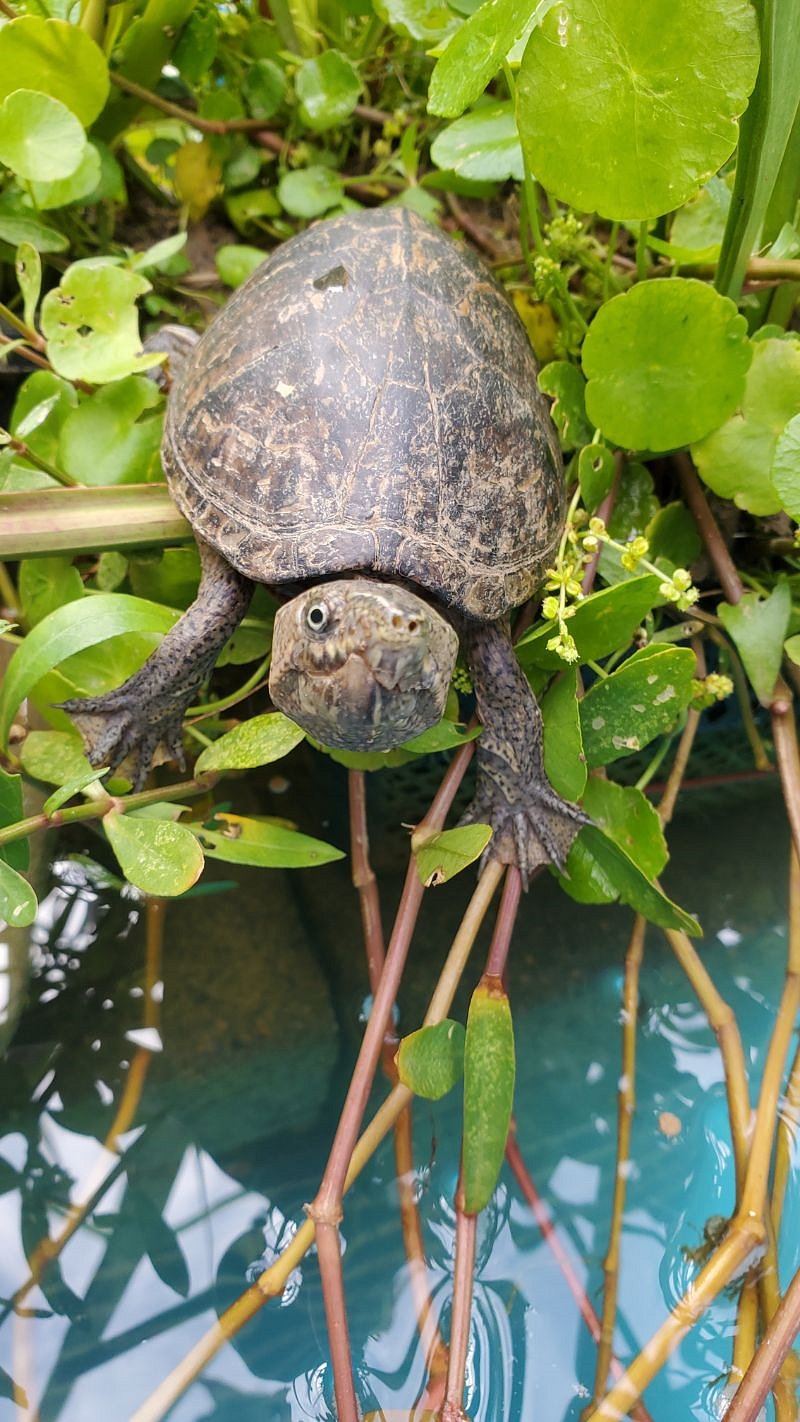 Patch the rescued one-eyed mud turtle - he was born that way! Age 8
