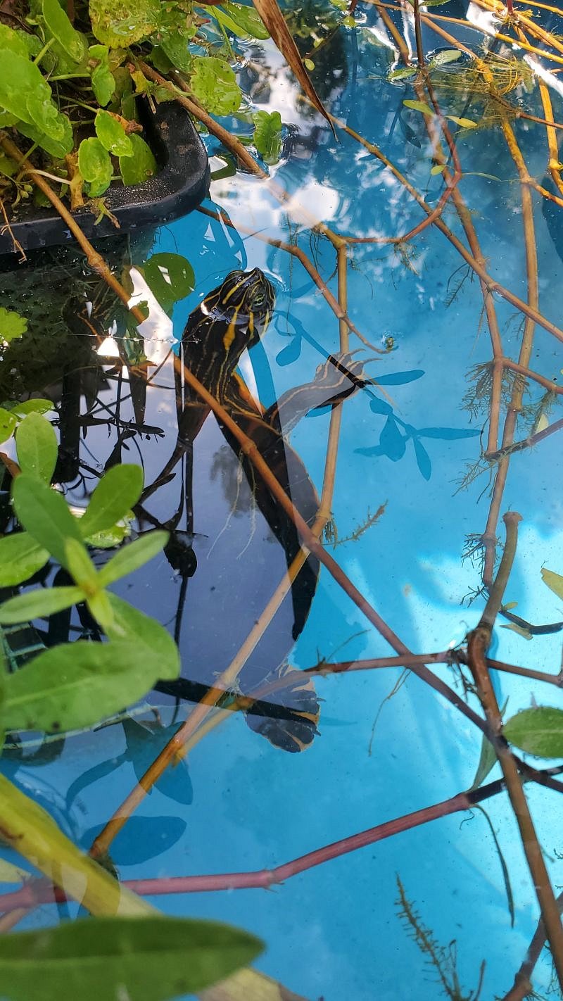 Annie, a rescued Ornate Slider Turtle. Age 6