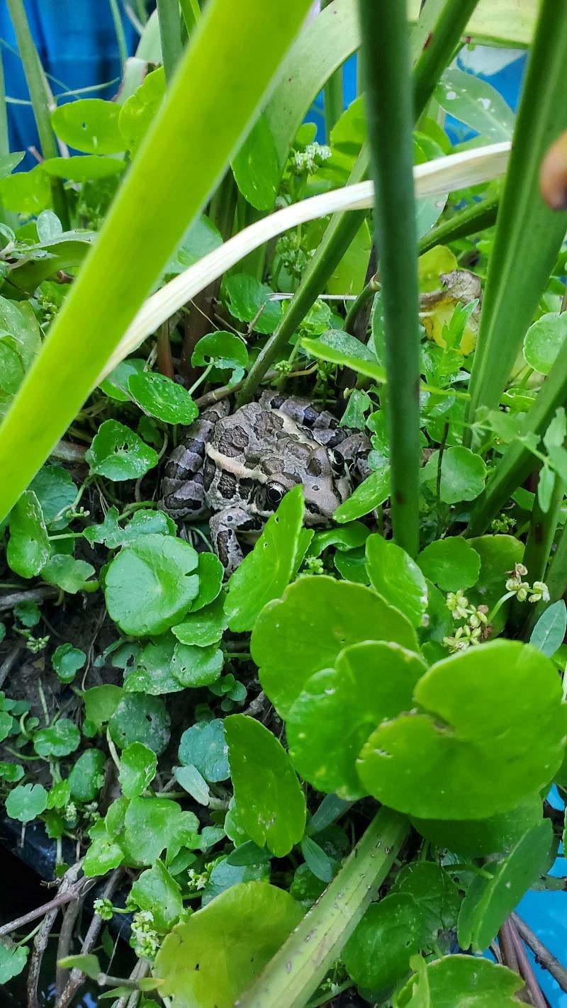 Pond Visitor