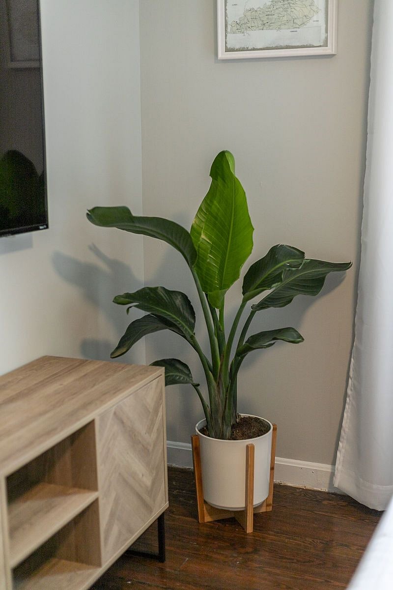 Furnished Finder property 458341_1 photo 60