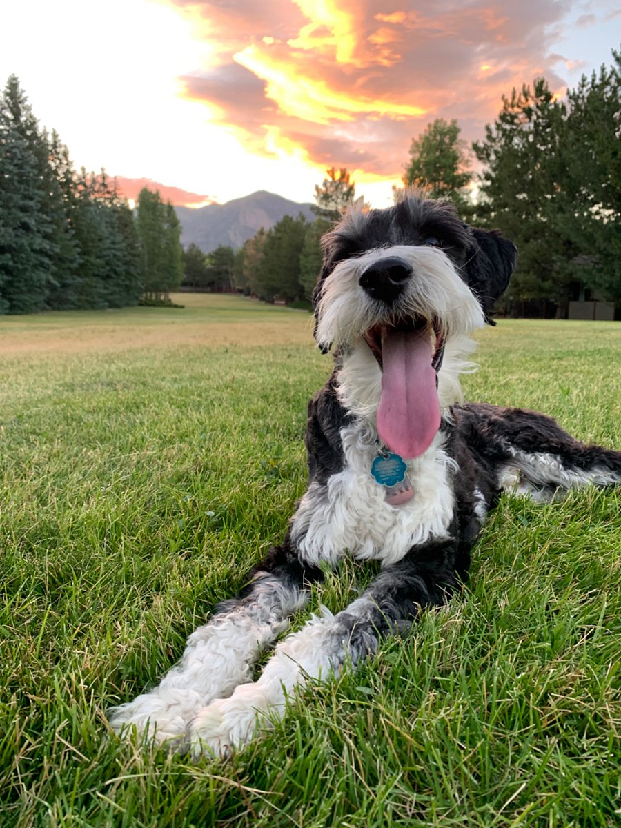 Boomer. Happy to be a labradoodle.