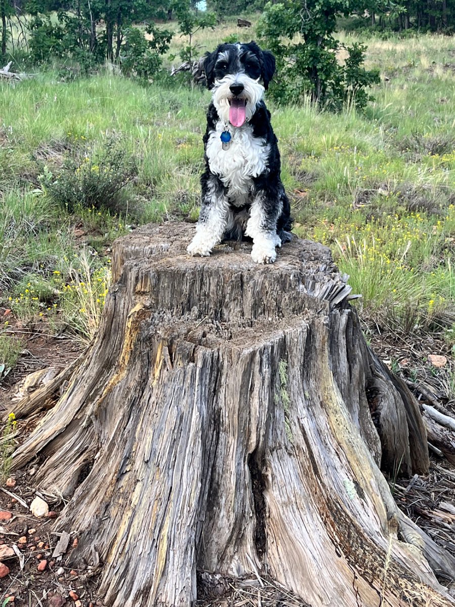 Boomer. Posing for the ladies.