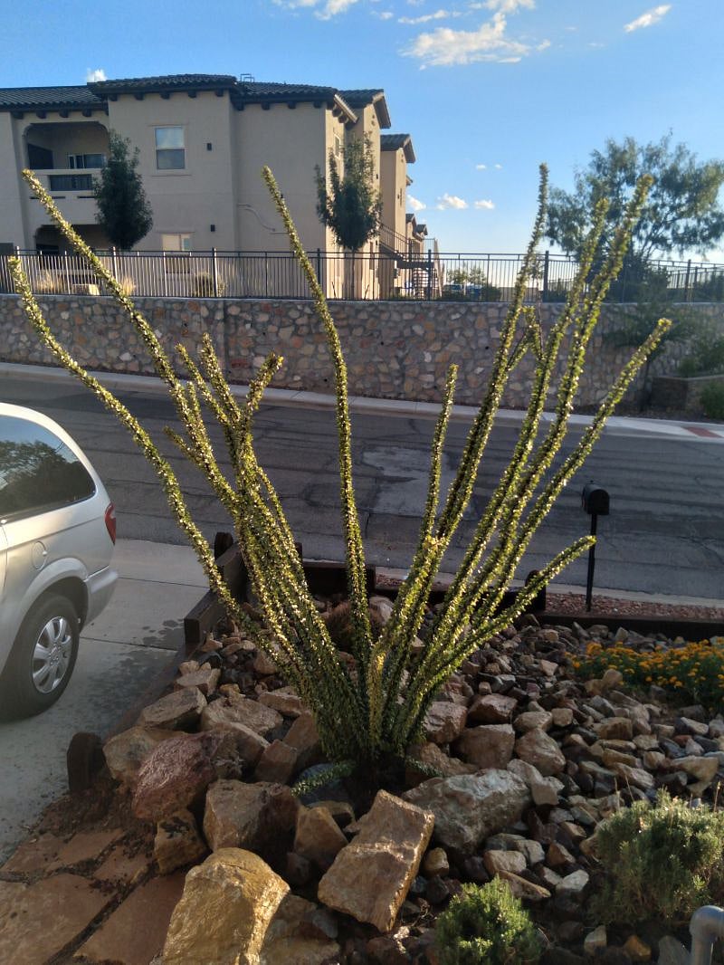 Both front yard and backyards are landscaped with Desert plants and a pathway with ground lighting to take you to my front door at night.