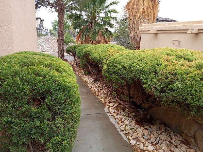 Entrance to my living room with well maintained shrubs and walkway.