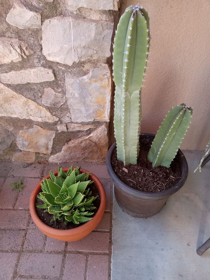 Backyard is full of desert cactiT