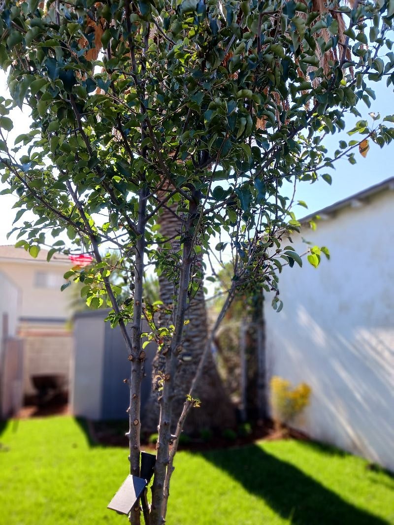 Pear Tree