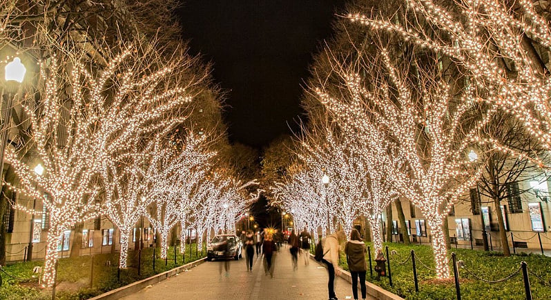 Columbia University"s Traditional Christmas Light Display. Nothing signals the start of winter on the Morningside campus more than the lighting of the trees on College Walk. 
