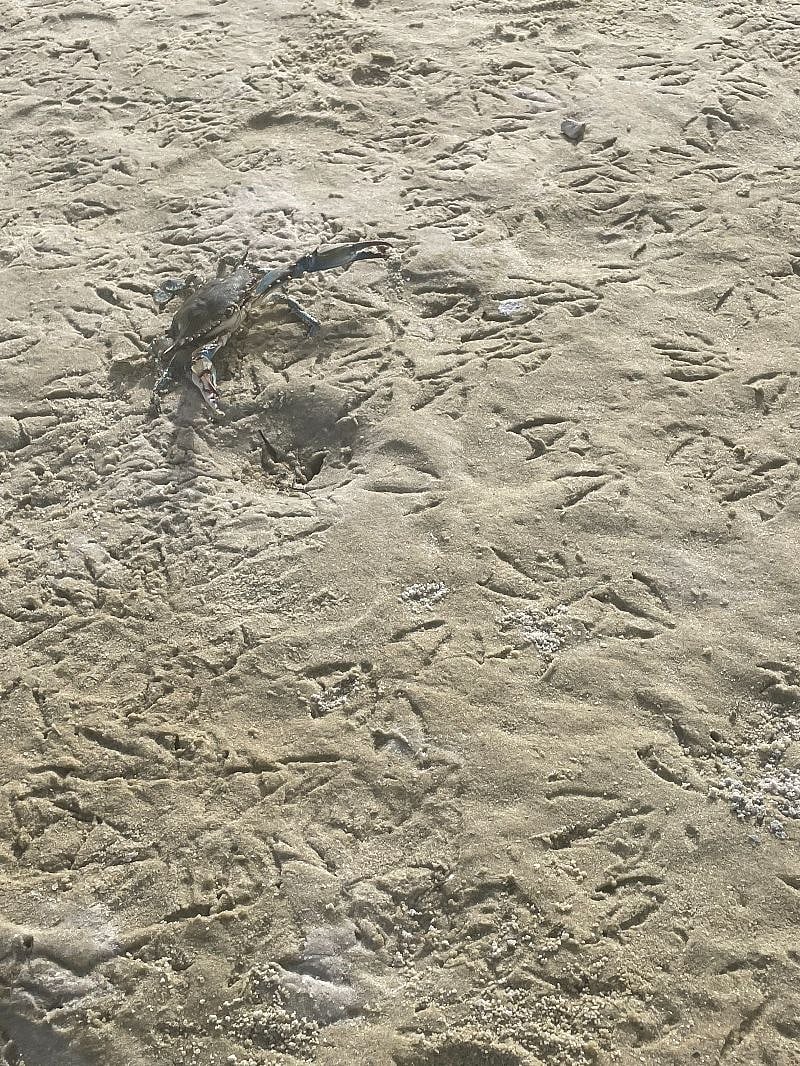 Pine Island, Hernando Beach 15 mins
