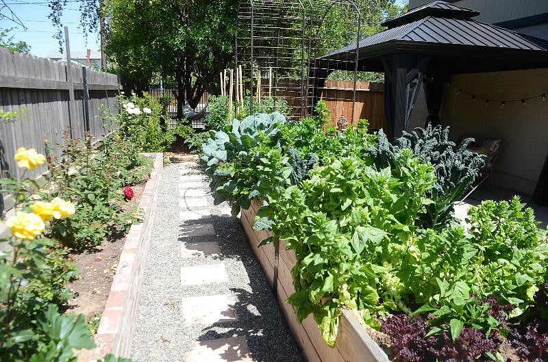 Summer and winter gardens are planted - feel free to harvest what you like! Plenty of roses so pick one for a bud vase.