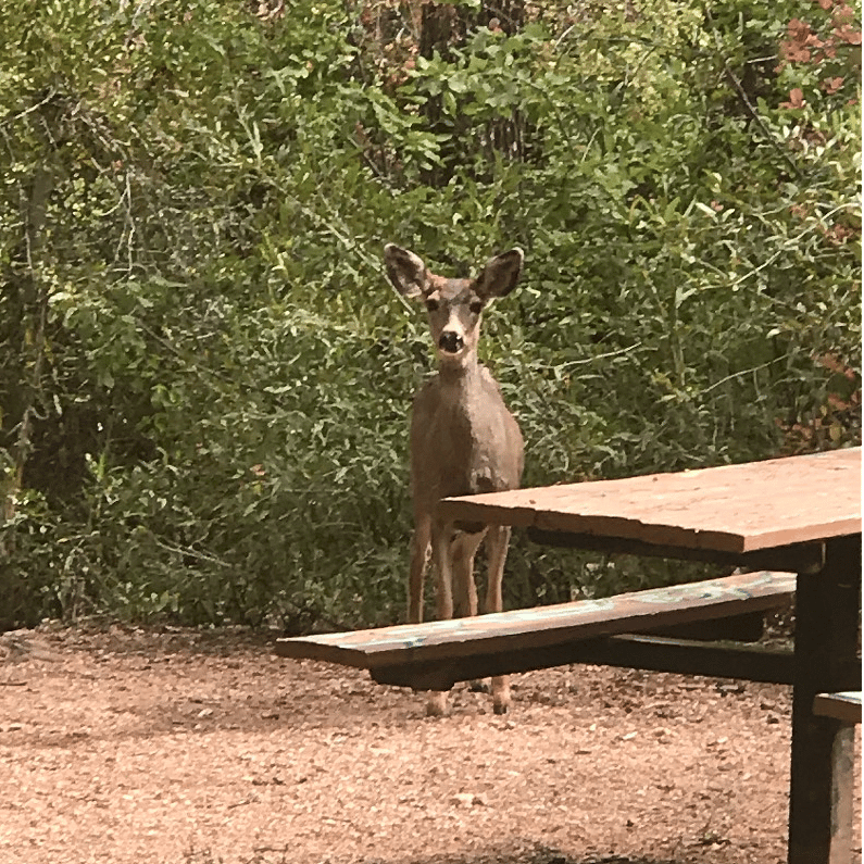 Area Wildlife