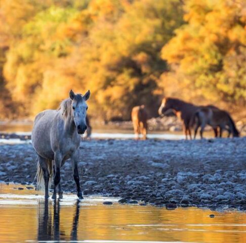 Salt River Recreation - Enjoy kayaking, paddle boarding, tubing, and the chance to spot the famous Salt River wild horses.