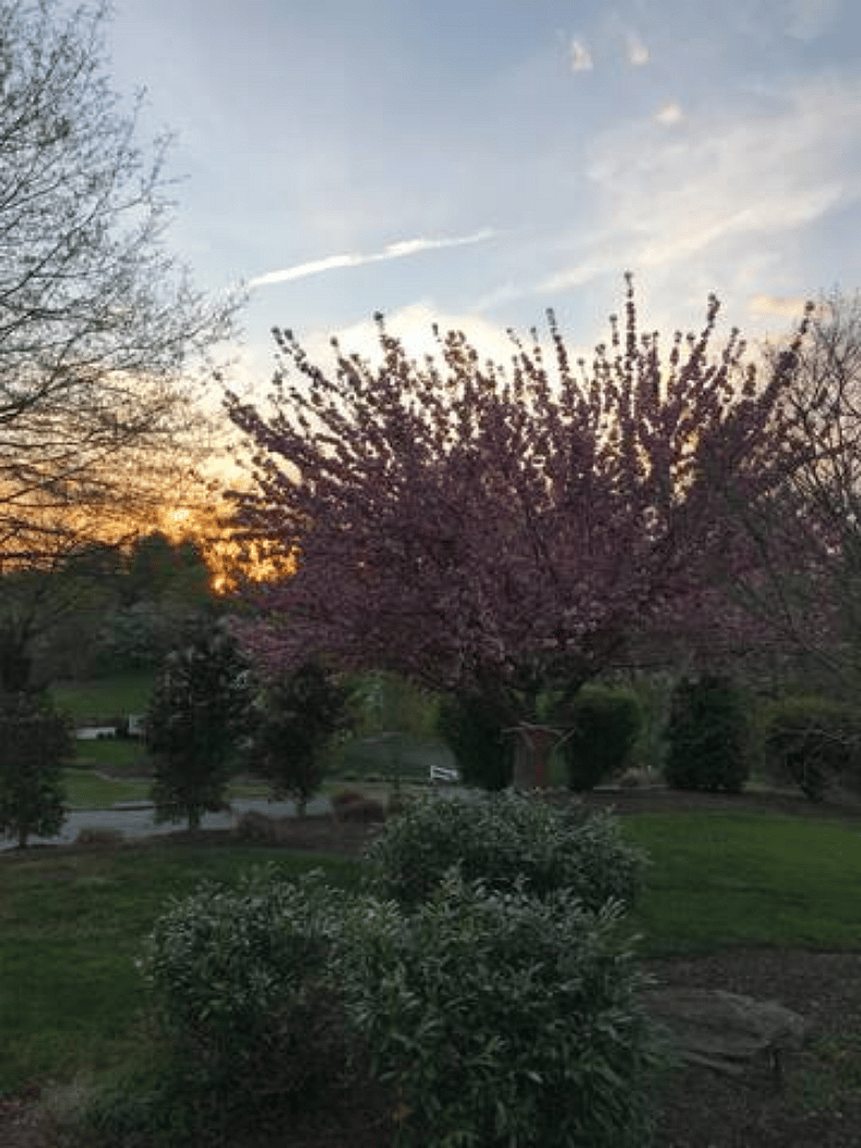 View from the back yard
