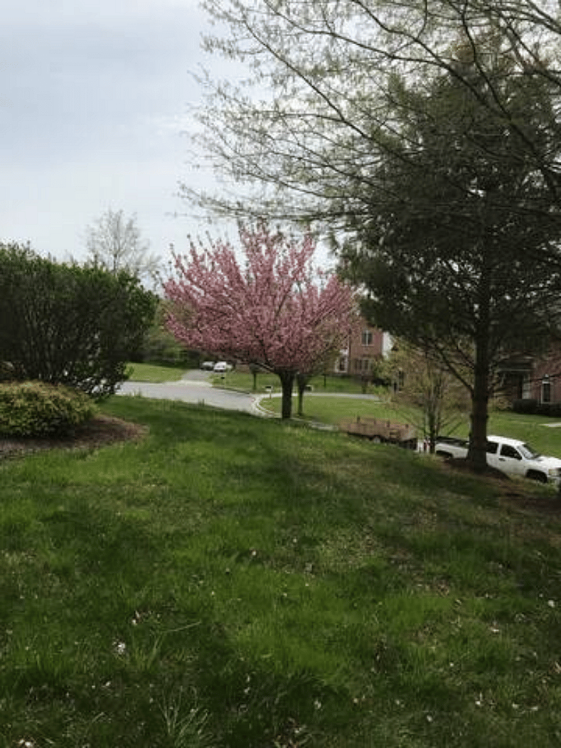 View from the back yard
