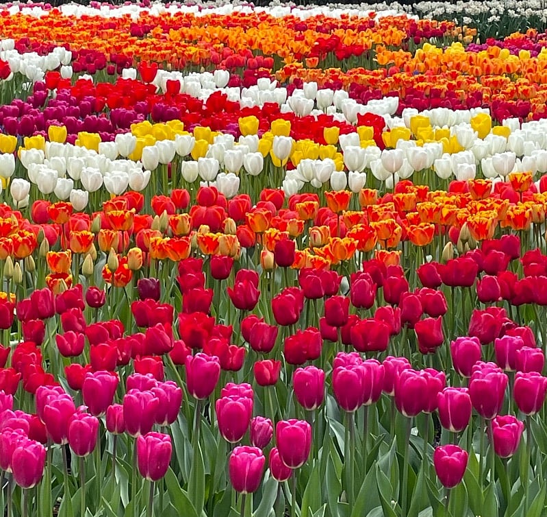 Skagit Tulip Festival in April