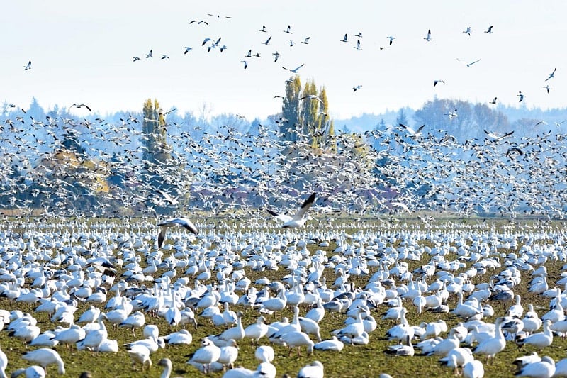 Annual Snowgoose migration from Wrangel Island Siberia to Skagit Valley Washington