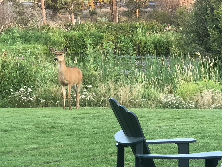 We get deer... all the time... often you can watch them walking up and down the river. they are a beautiful site. There is an "island" across the river that they often bed down in at night.