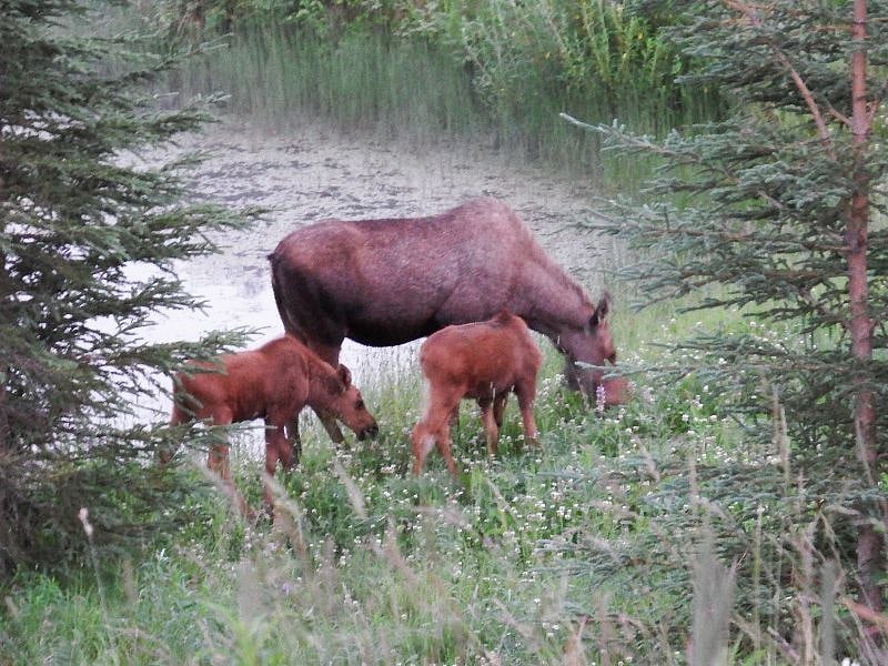 Cow moose with her newborn twins