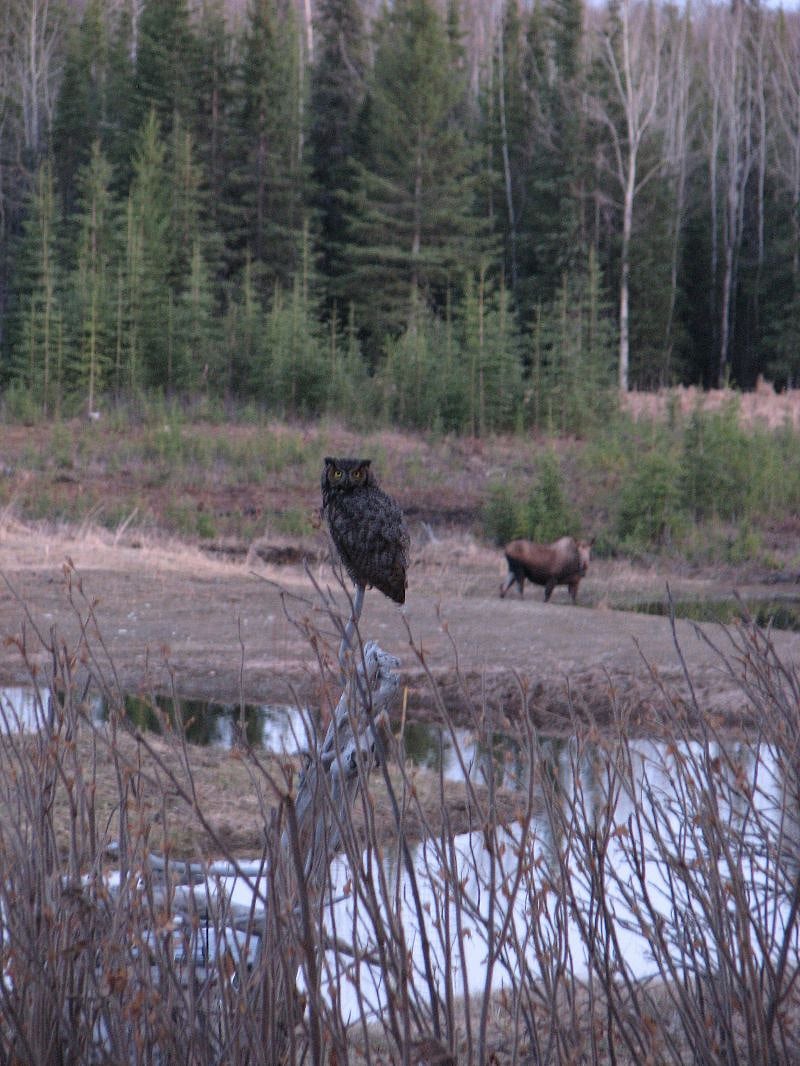 Great horned owl at our fire pit with a moose photo bomb!