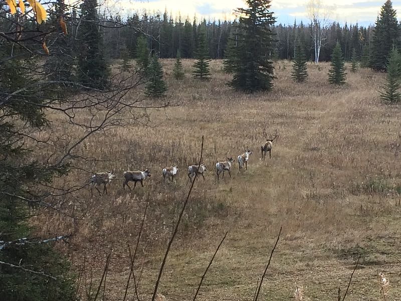 March of the caribou in the meadow