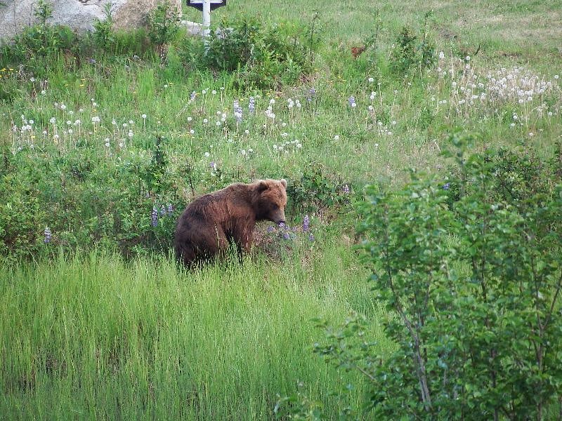 Brown bear at the pond in 2022