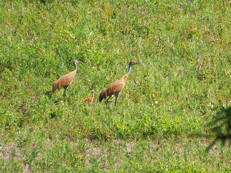 Sandhill crane parents with their colt walking in the meadow